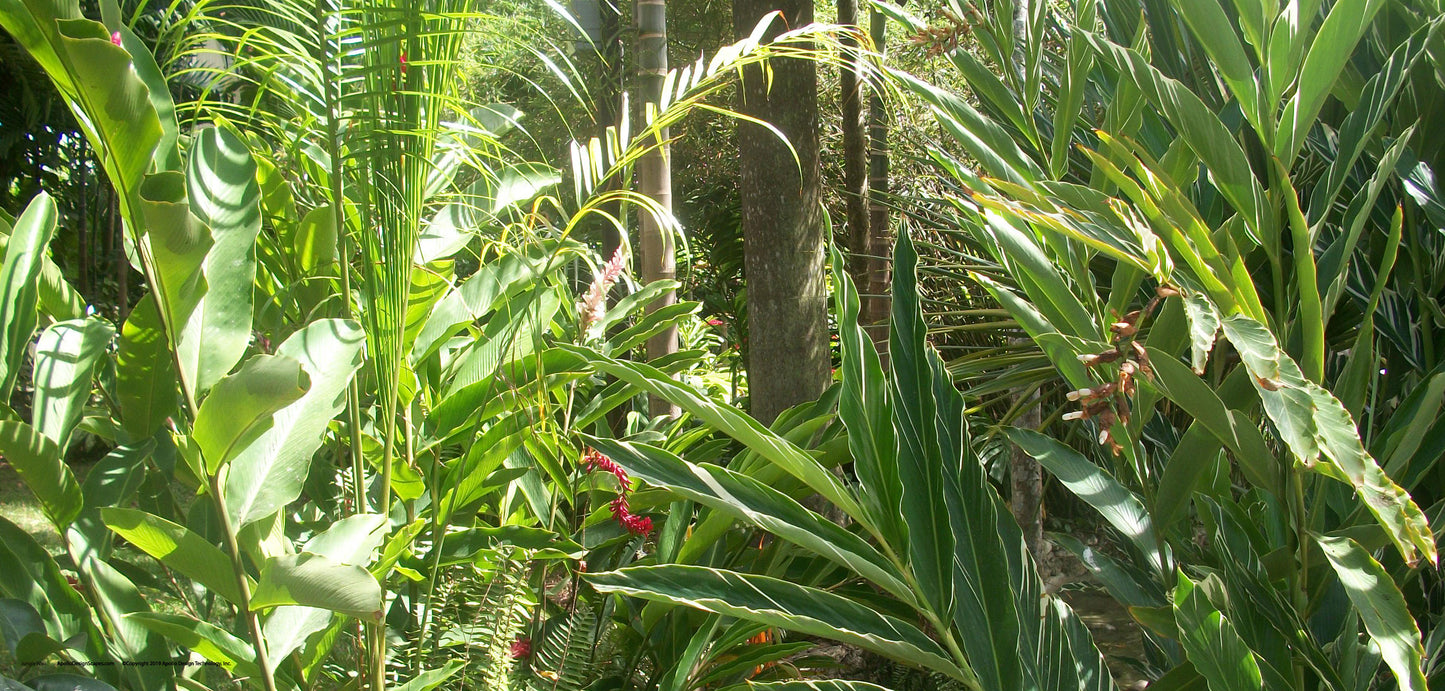 DesignScape - 2'x4' Jungle Walk - Apollo Design Made