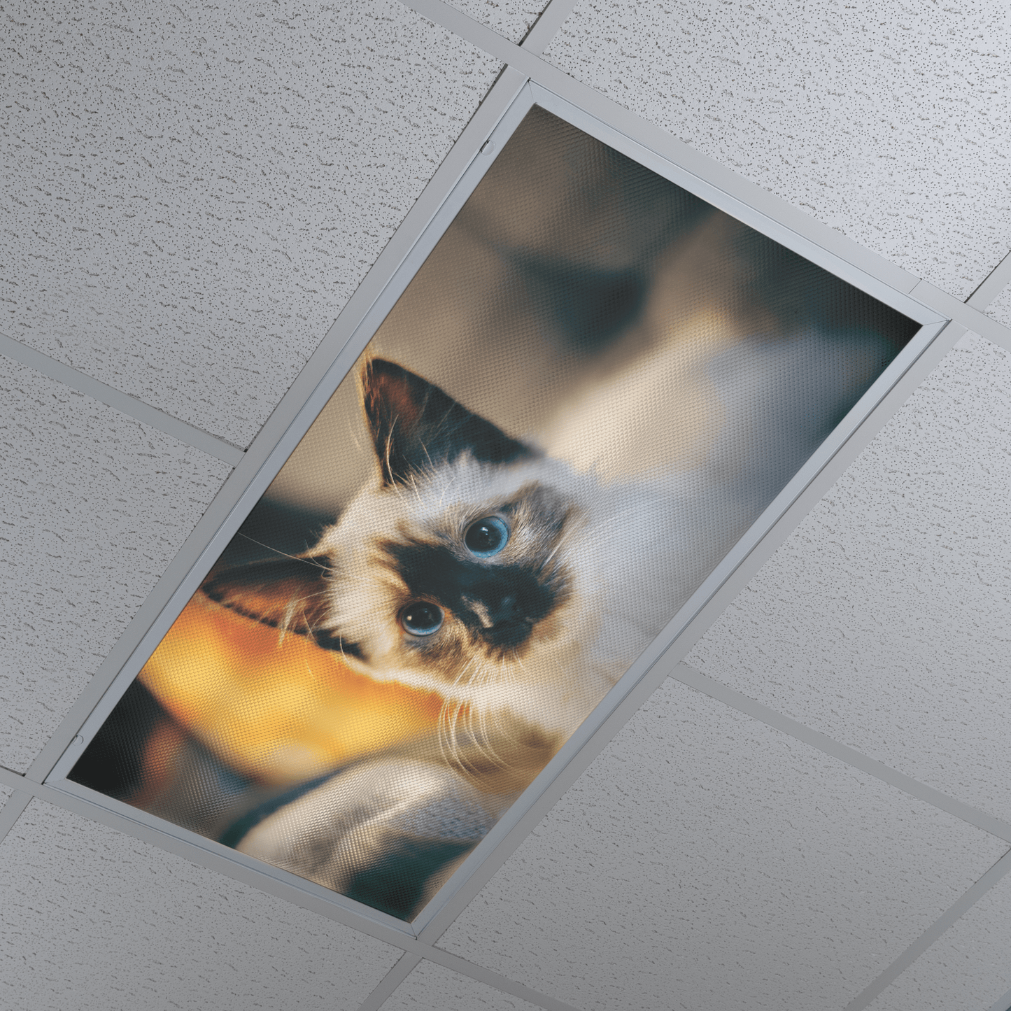 DesignScape - 2'x4' Adorable Whiskers - Apollo Design Made