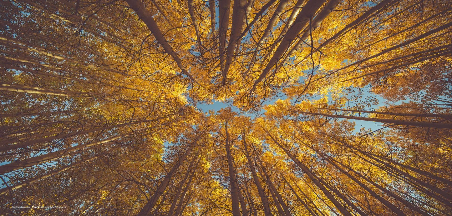 DesignScape - 2'x4' Autumn Trees - Apollo Design Made