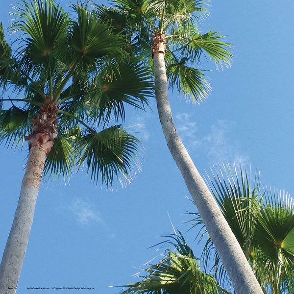 DesignScape - 2'x4' Beach Fun - Apollo Design Made