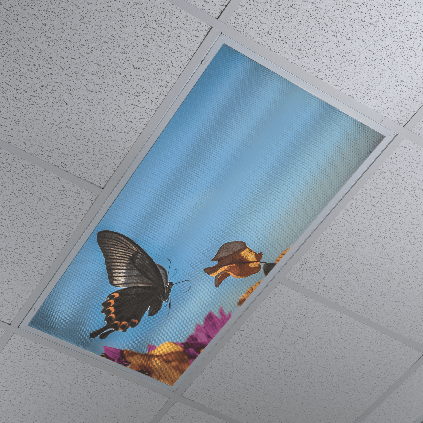 DesignScape - 2'x4' Butterfly - Apollo Design Made