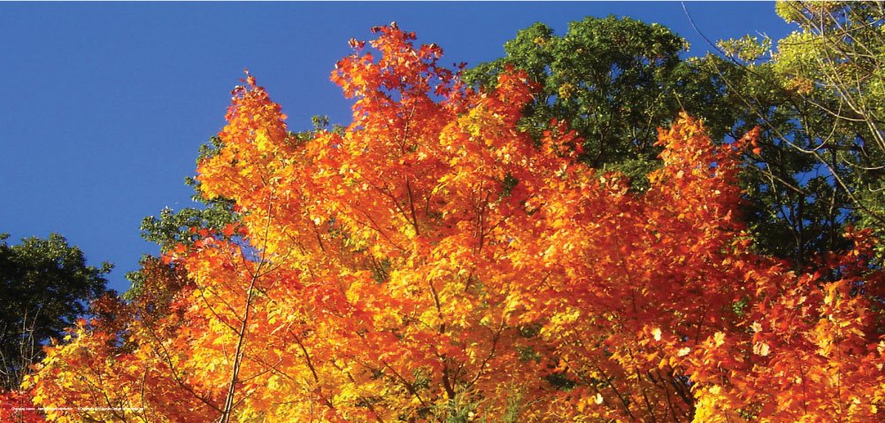 DesignScape - 2'x4' Changing Leaves - Apollo Design Made
