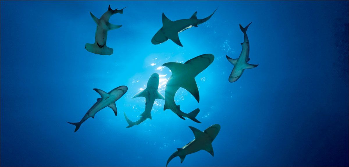DesignScape - 2'x4' Circling Sharks - Apollo Design Made