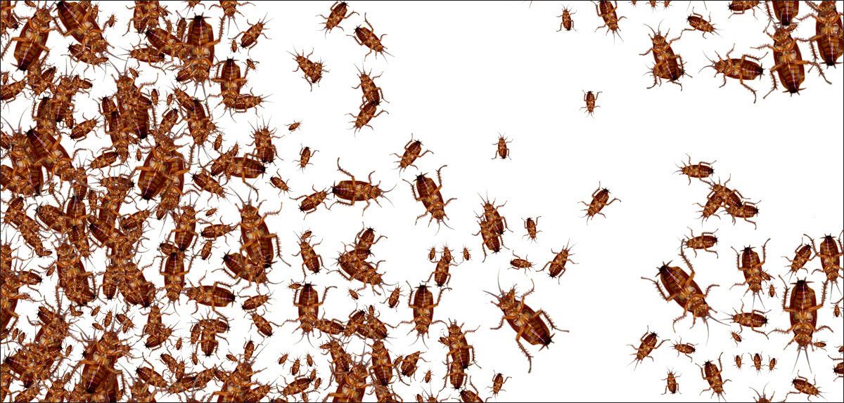 DesignScape - 2'x4' Cockroaches - Apollo Design Made