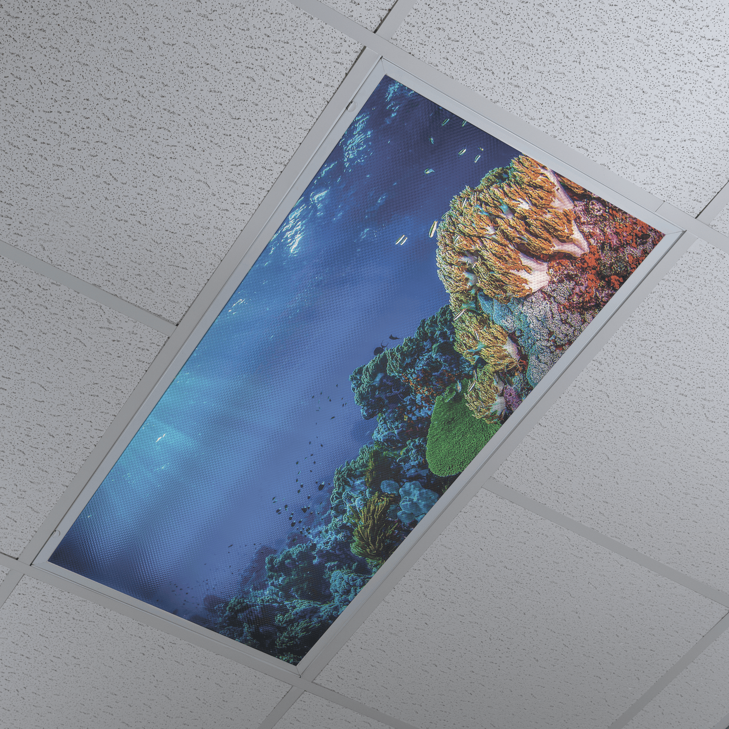DesignScape - 2'x4' Coralscape - Apollo Design Made