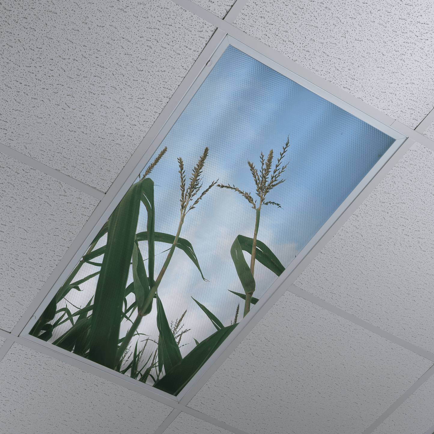 DesignScape - 2'x4' Corn Stalks - Apollo Design Made