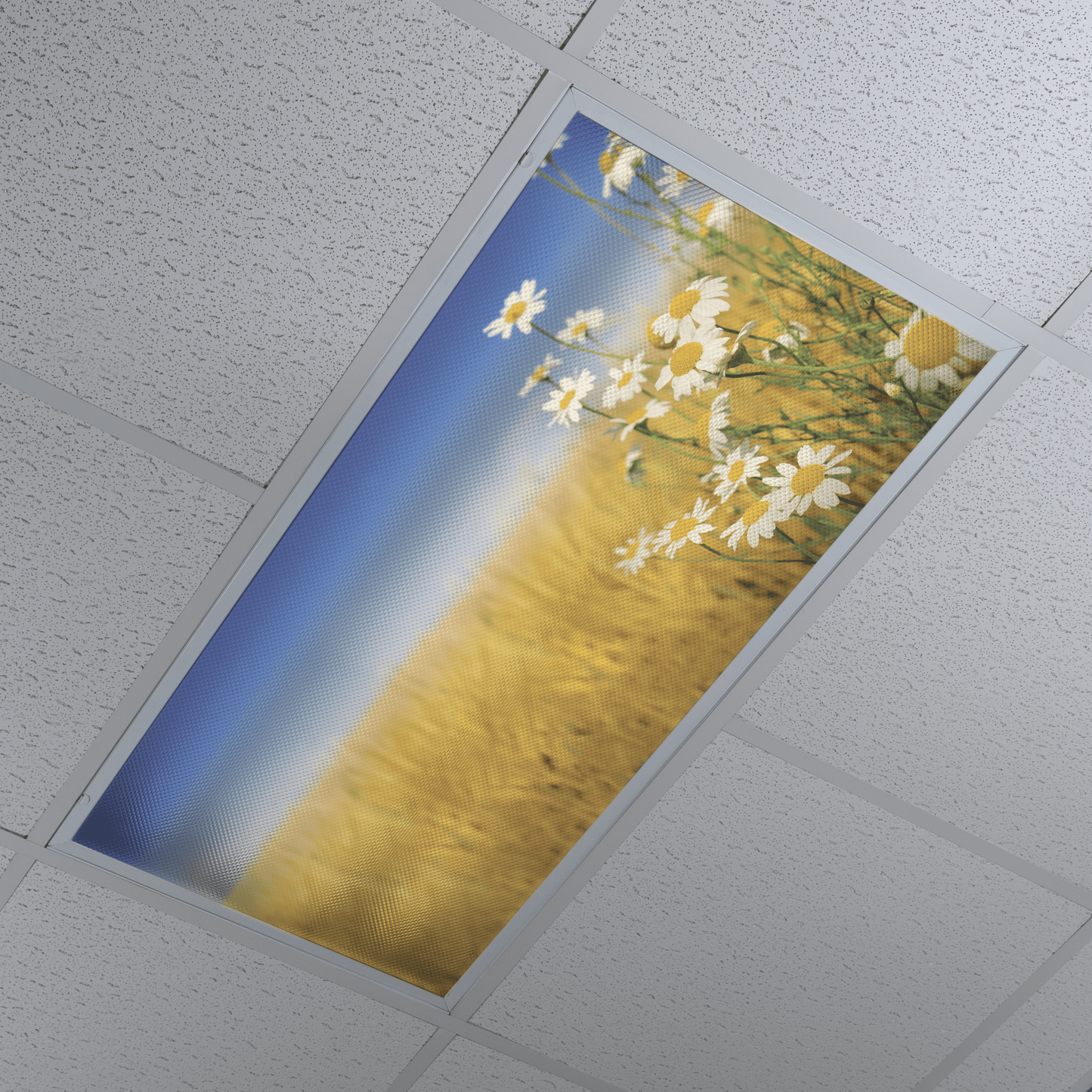 DesignScape - 2'x4' Daisies - Apollo Design Made