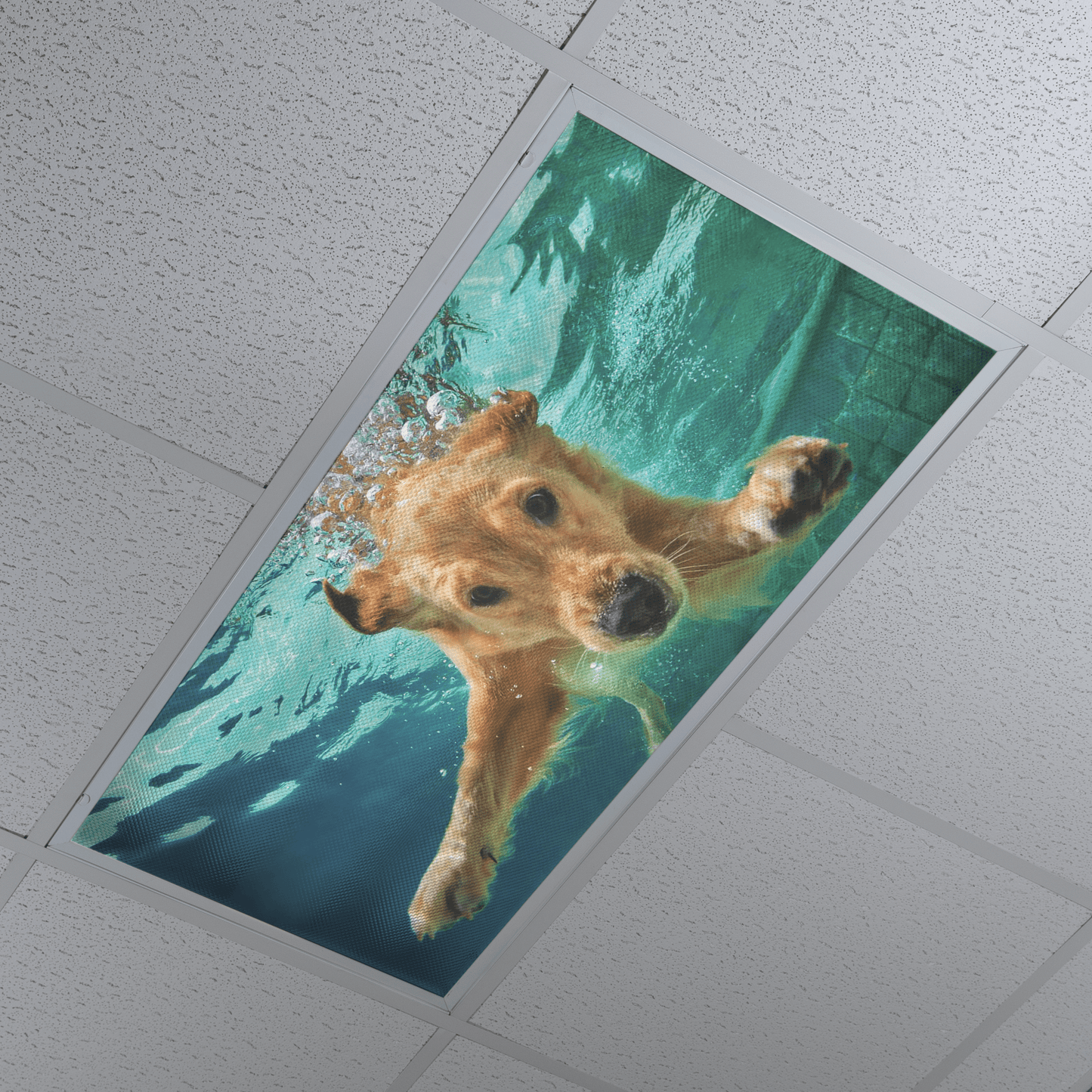 DesignScape - 2'x4' Dog Paddle - Apollo Design Made
