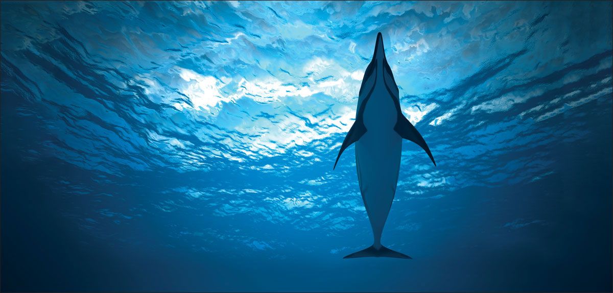 DesignScape - 2'x4' Dolphin 2 - Apollo Design Made