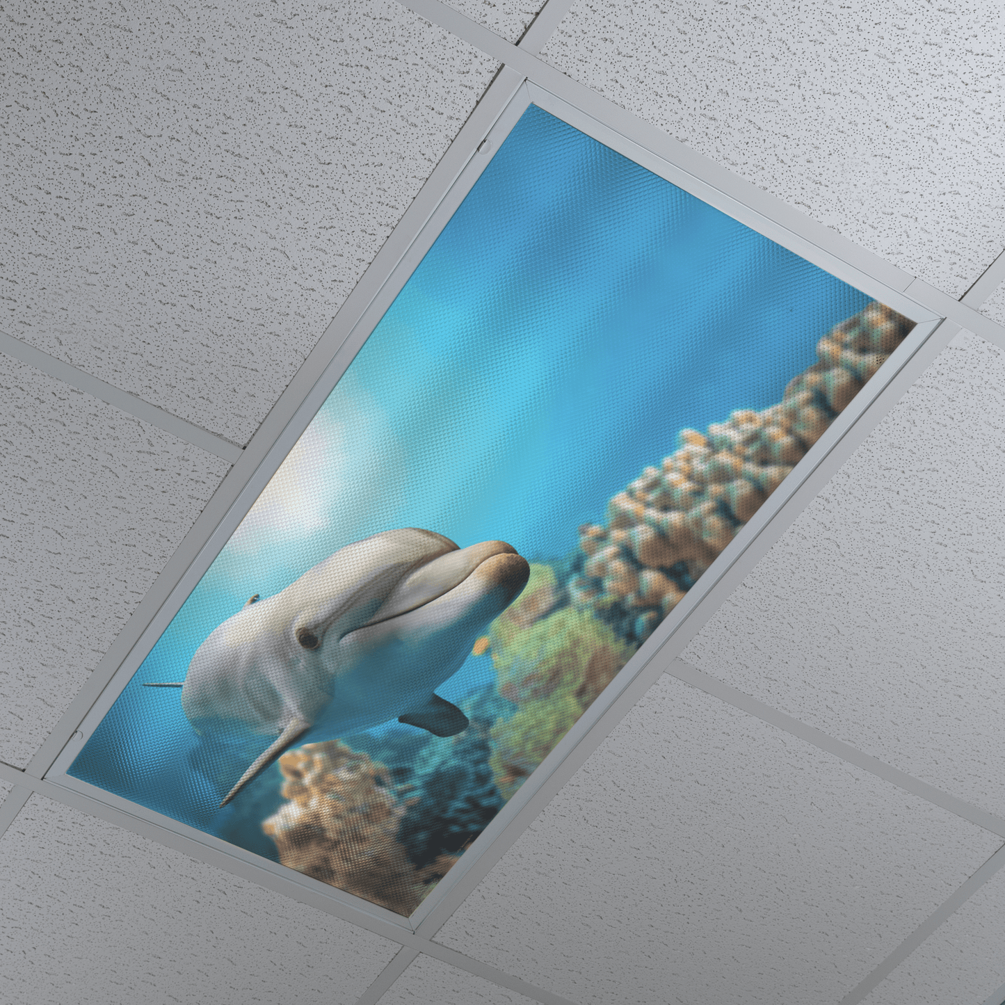 DesignScape - 2'x4' Dolphin Kiss - Apollo Design Made