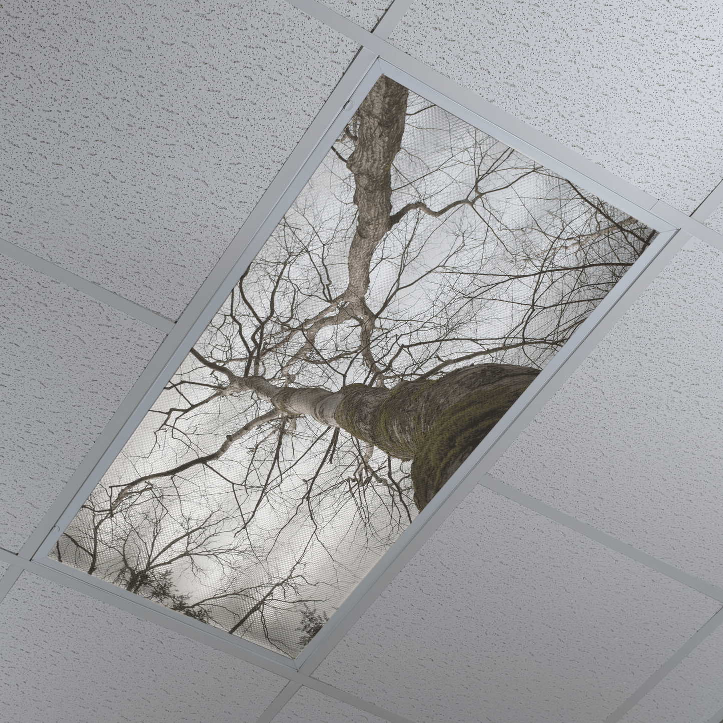 DesignScape - 2'x4' E. Lash Bare Sky - Apollo Design Made