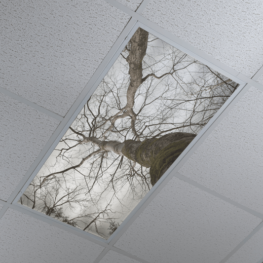 DesignScape - 2'x4' E. Lash Bare Sky - Apollo Design Made