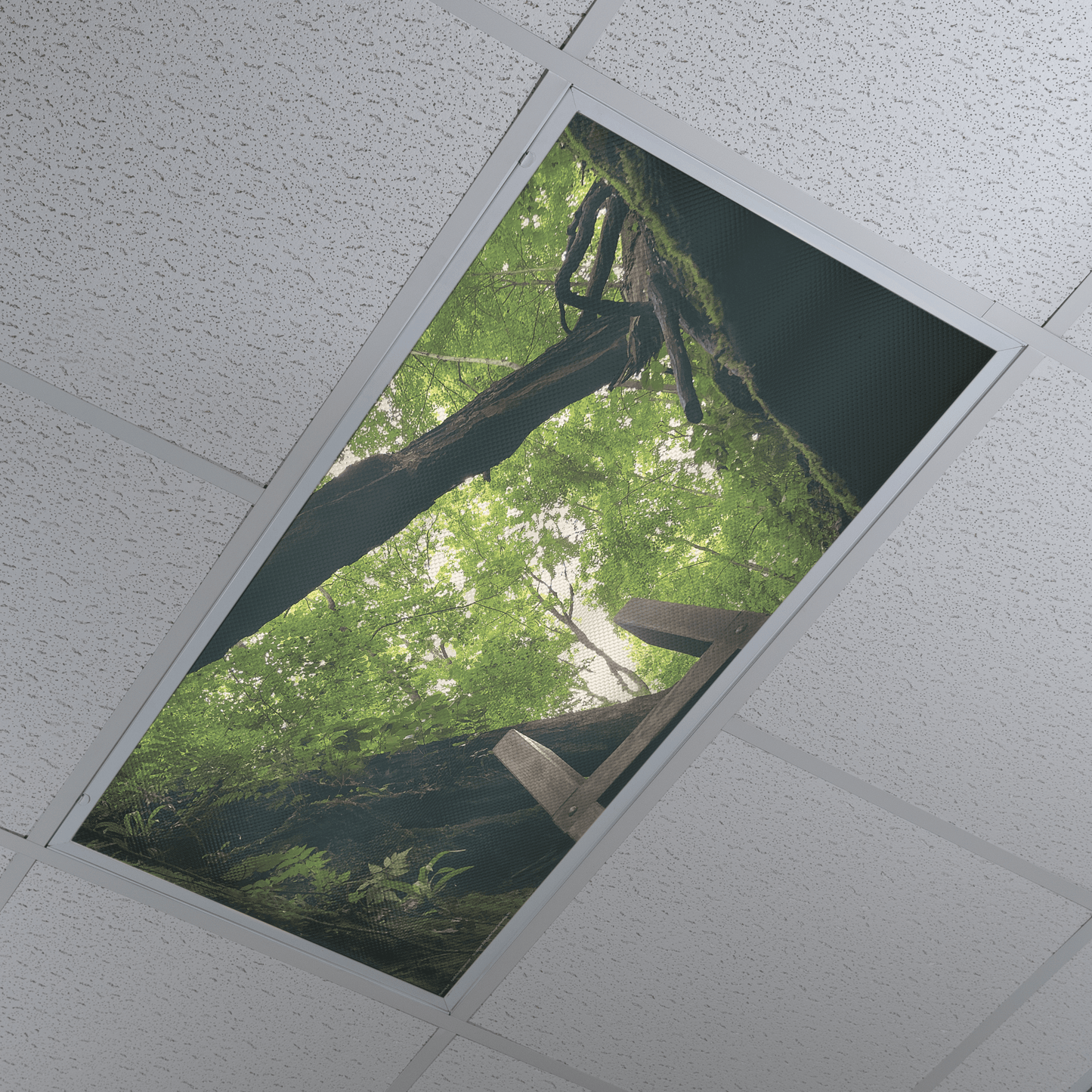 DesignScape - 2'x4' E. Lash Climbing Out - Apollo Design Made