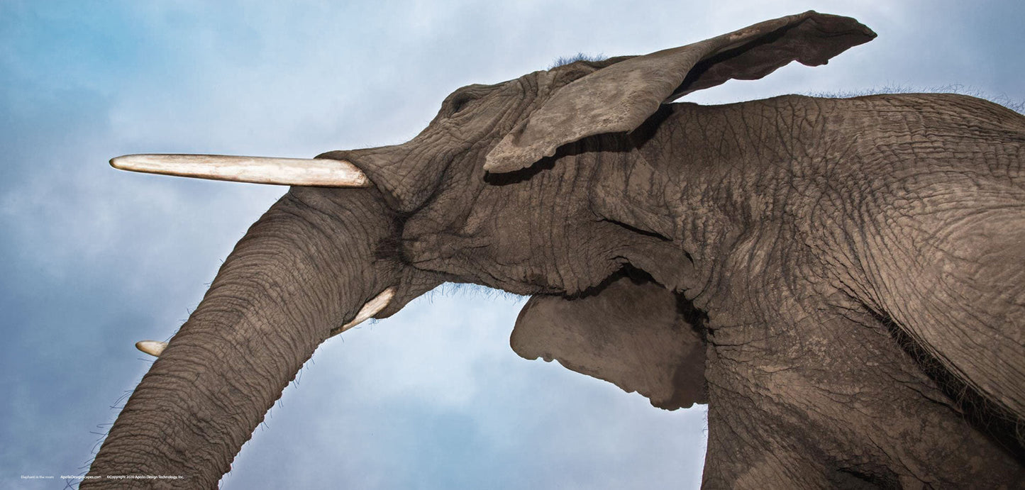 DesignScape - 2'x4' Elephant In The Room - Apollo Design Made