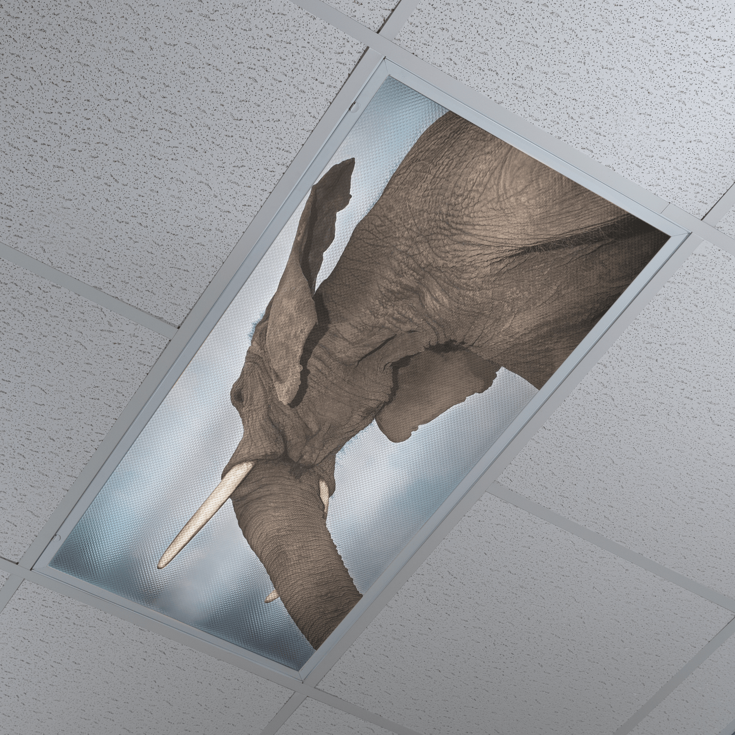 DesignScape - 2'x4' Elephant In The Room - Apollo Design Made