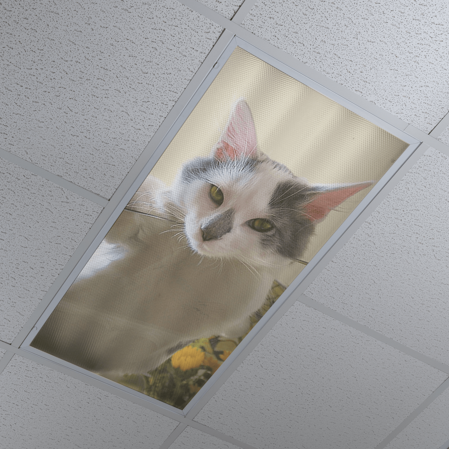 DesignScape - 2'x4' Feline Fun - Apollo Design Made