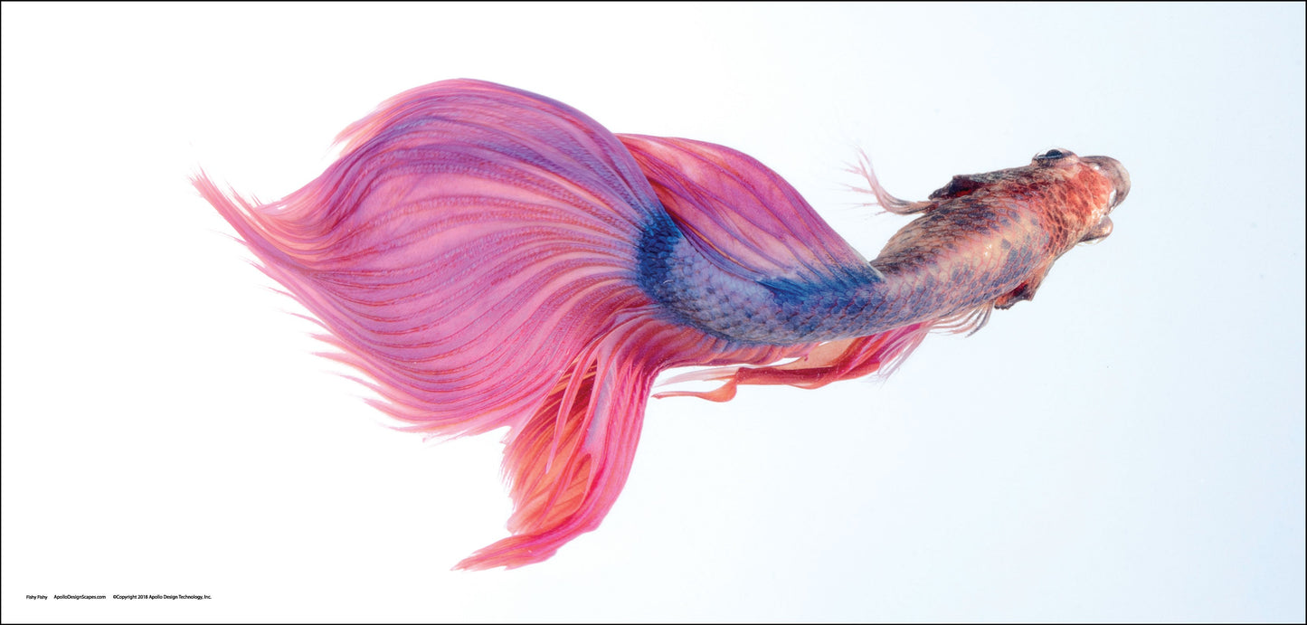 DesignScape - 2'x4' Fishy Fishy - Apollo Design Made