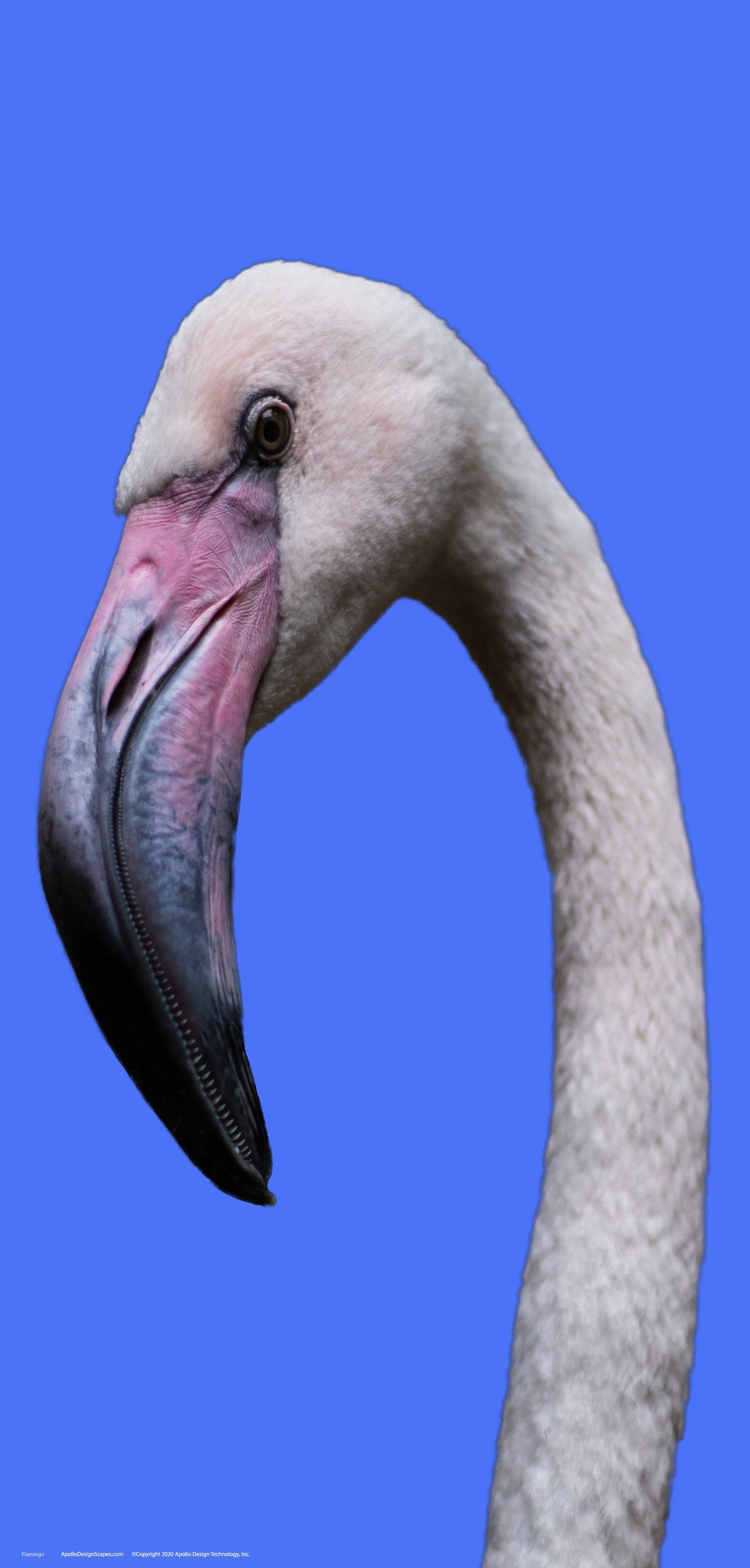 DesignScape - 2'x4' Flamingo - Apollo Design Made