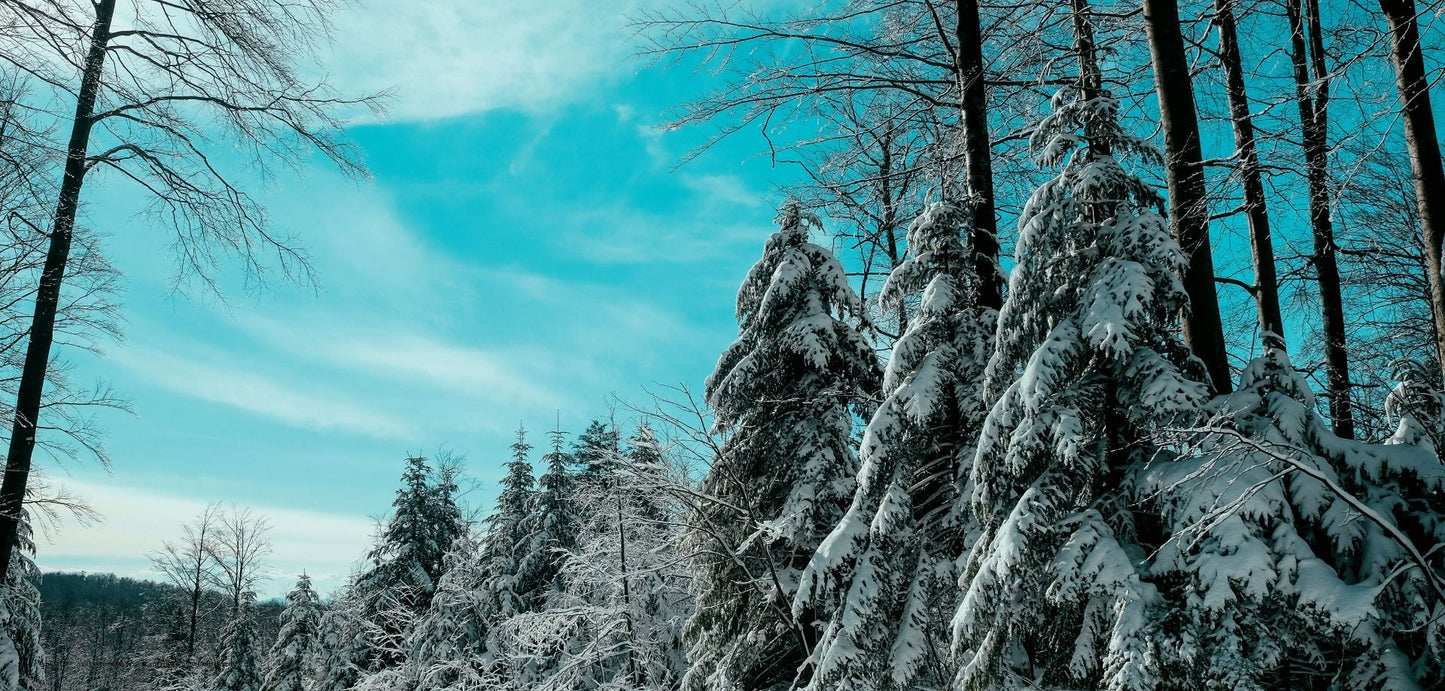 DesignScape - 2'x4' Forest Snow - Apollo Design Made