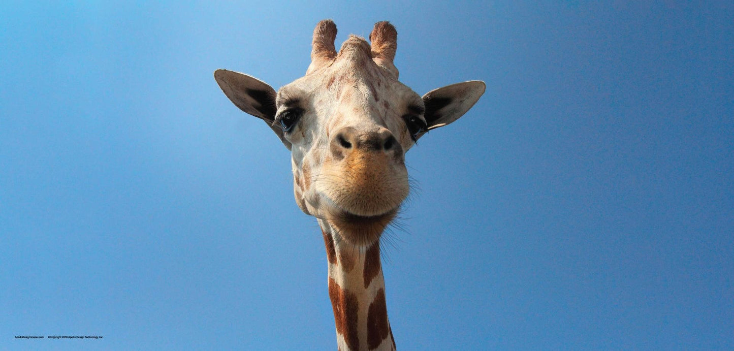 DesignScape - 2'x4' Giraffe - Apollo Design Made