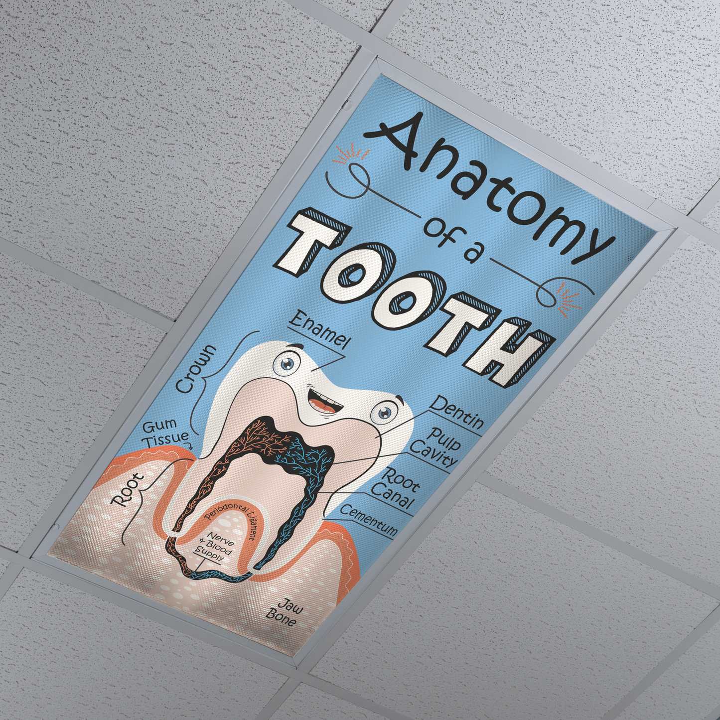 DesignScape - 2'x4' Healthy Tooth - Apollo Design Made