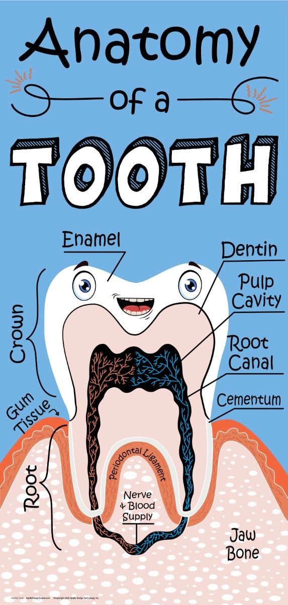 DesignScape - 2'x4' Healthy Tooth - Apollo Design Made