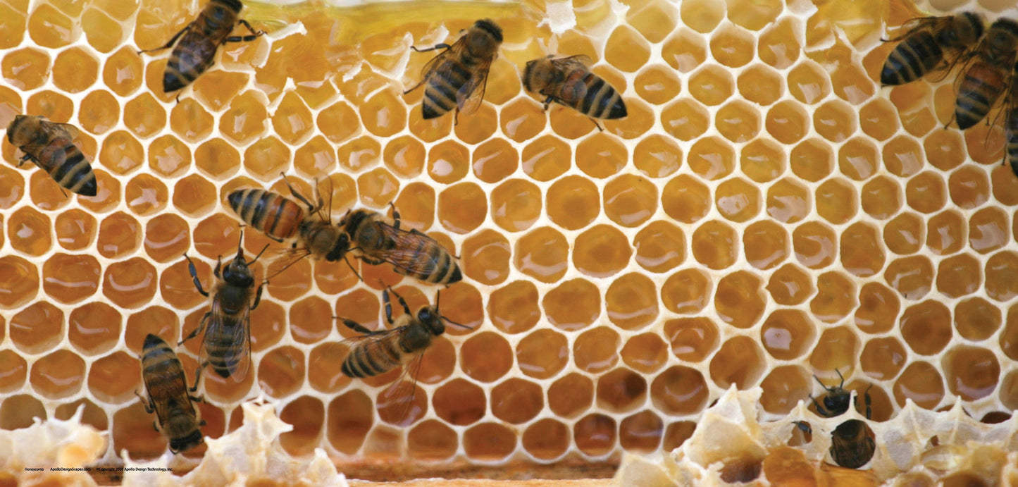 DesignScape - 2'x4' Honeycomb - Apollo Design Made