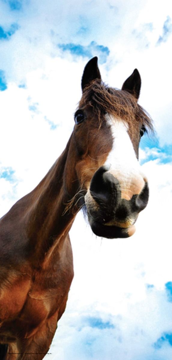 DesignScape - 2'x4' Horse Whisperer - Apollo Design Made