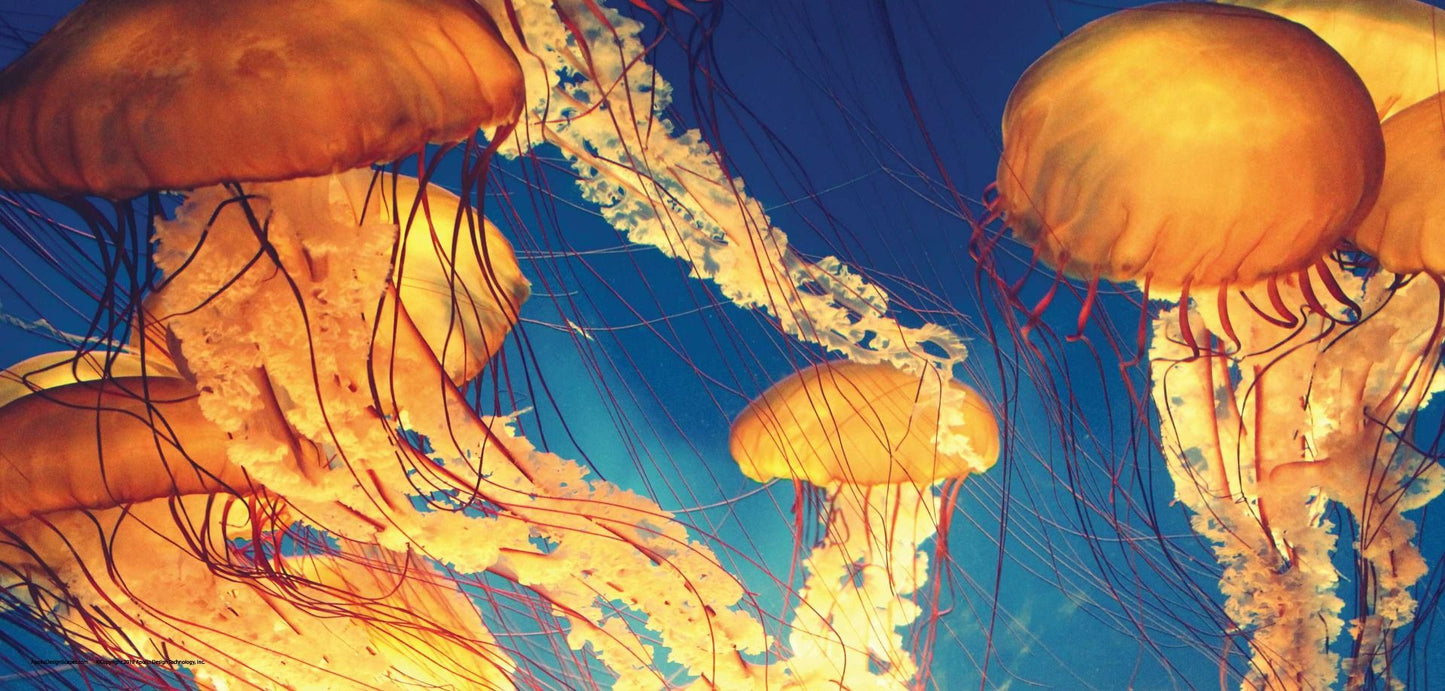 DesignScape - 2'x4' Jelly Fish - Apollo Design Made