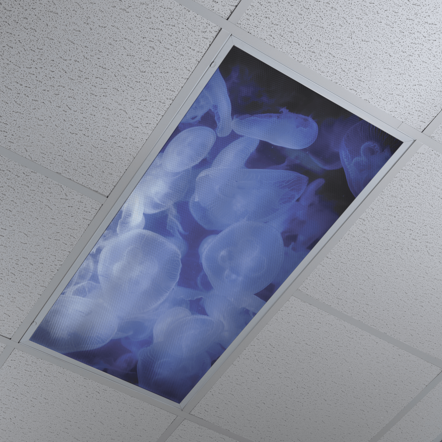 DesignScape - 2'x4' Jelly Swarm - Apollo Design Made