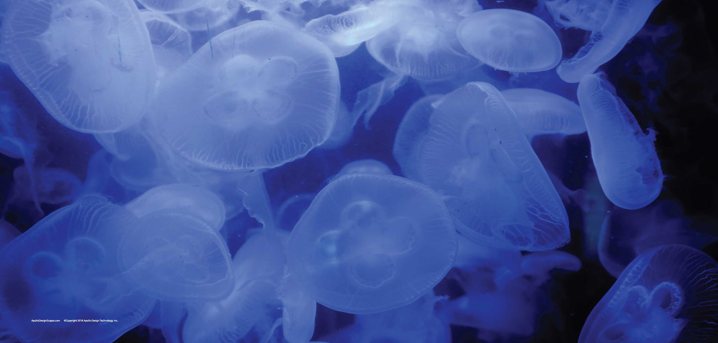 DesignScape - 2'x4' Jelly Swarm - Apollo Design Made
