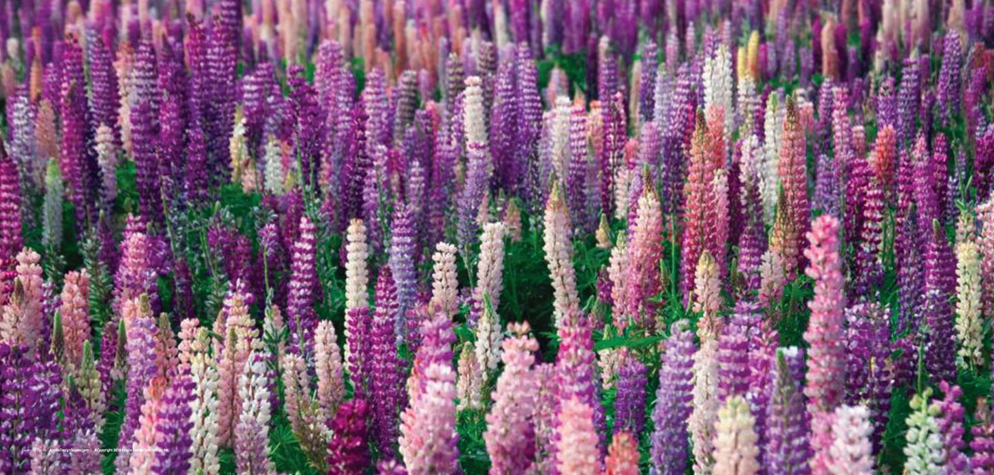 DesignScape - 2'x4' Lavender Fields - Apollo Design Made