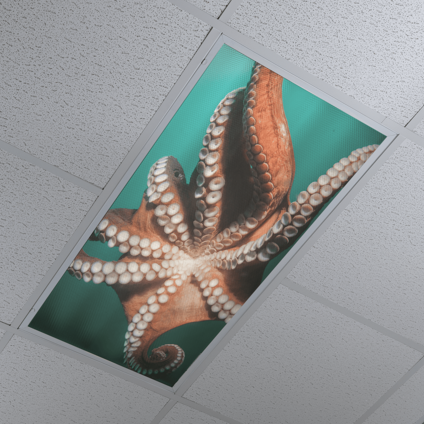 DesignScape - 2'x4' Octopus Burst - Apollo Design Made