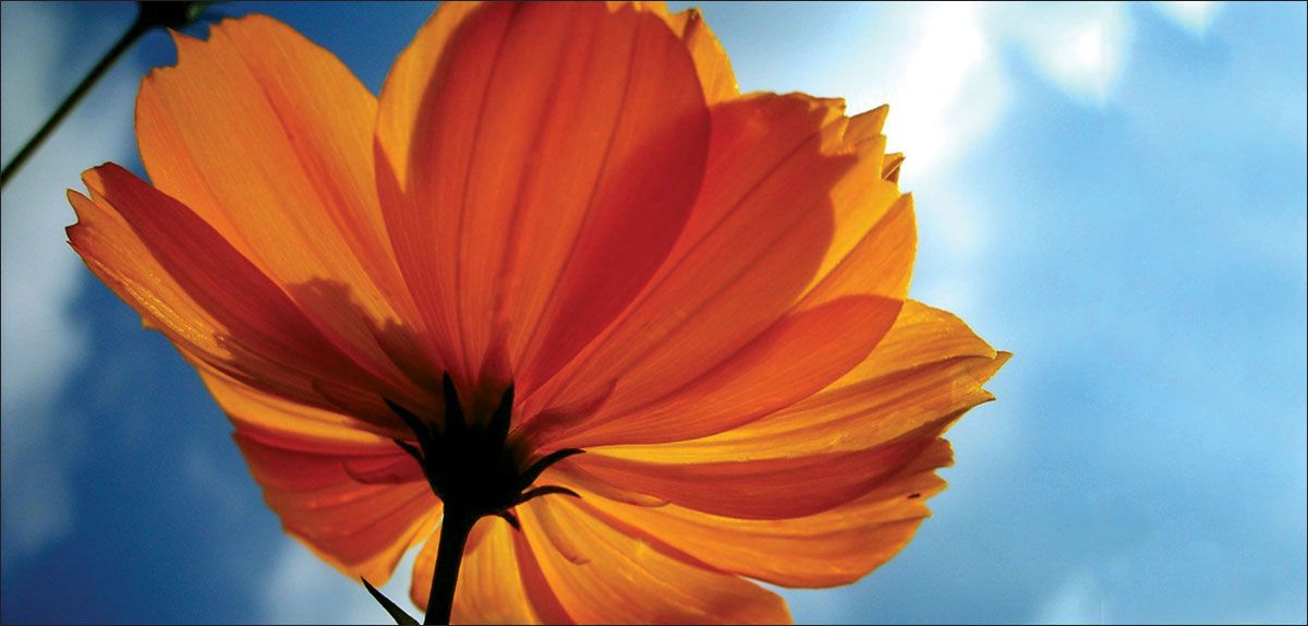 DesignScape - 2'x4' Orange Daisy - Apollo Design Made