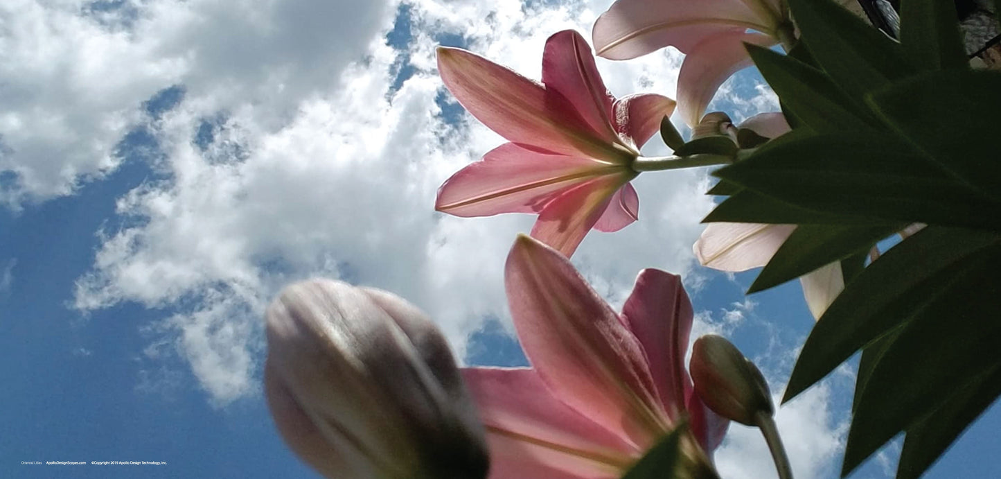DesignScape - 2'x4' Oriental Lilies - Apollo Design Made