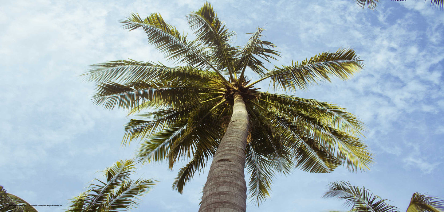 DesignScape - 2'x4' Palm Tree - Apollo Design Made