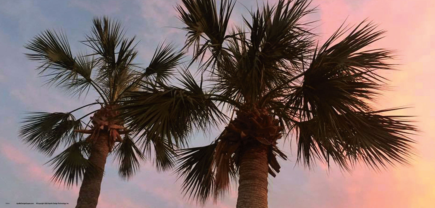 DesignScape - 2'x4' Palms 2 - Apollo Design Made