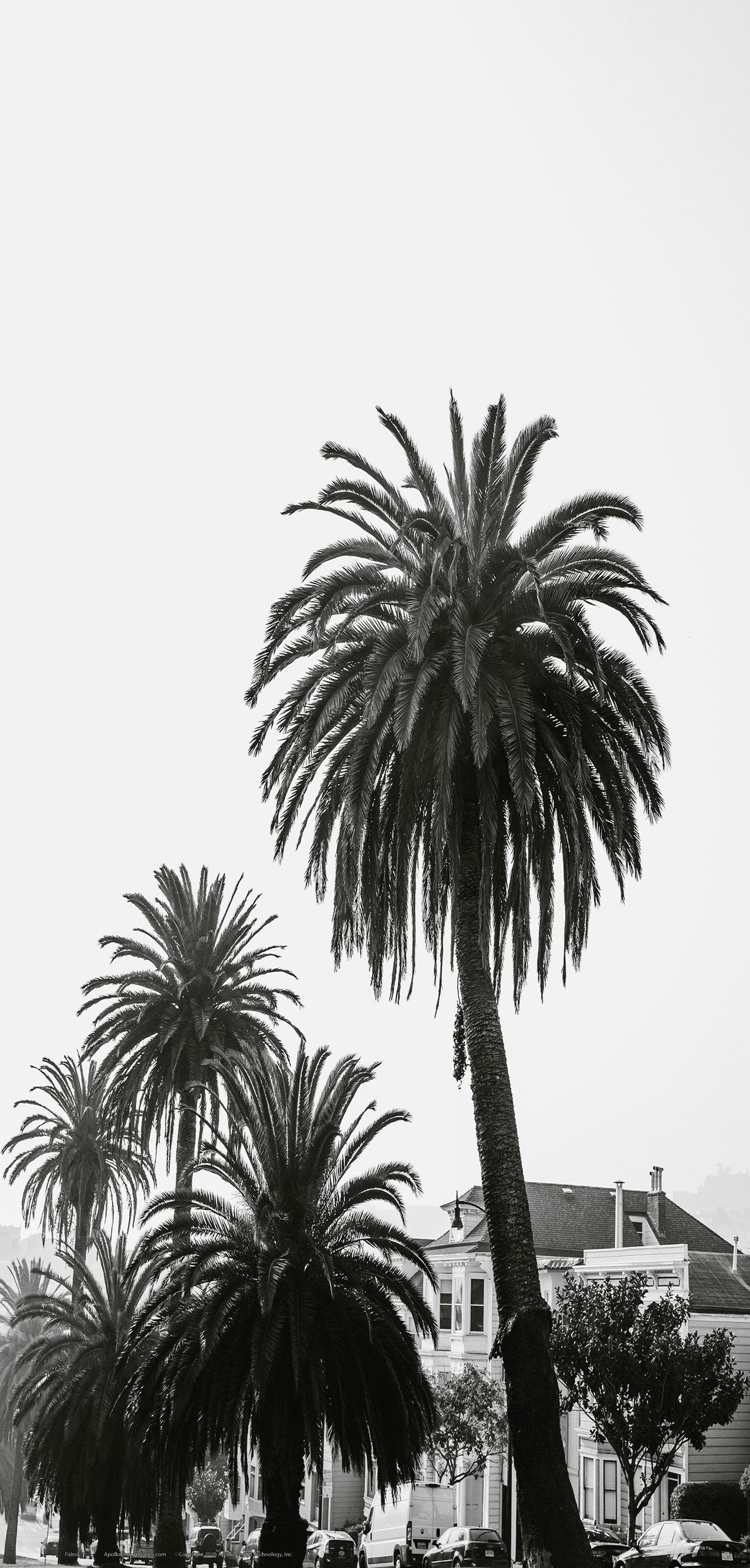 DesignScape - 2'x4' Palms - Apollo Design Made