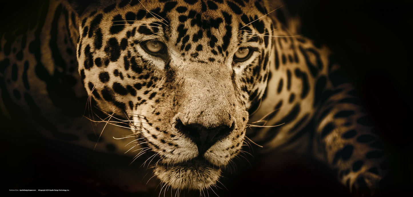 DesignScape - 2'x4' Panthera Onca - Apollo Design Made