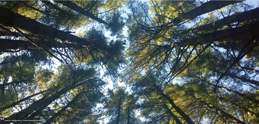 DesignScape - 2'x4' Peaceful Treees - Apollo Design Made