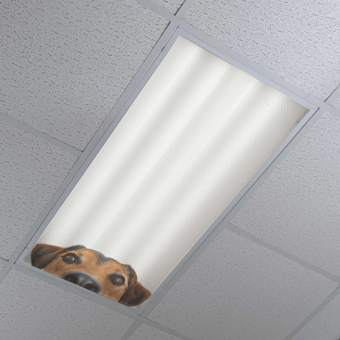 DesignScape - 2'x4' Peeking Pup - Apollo Design Made