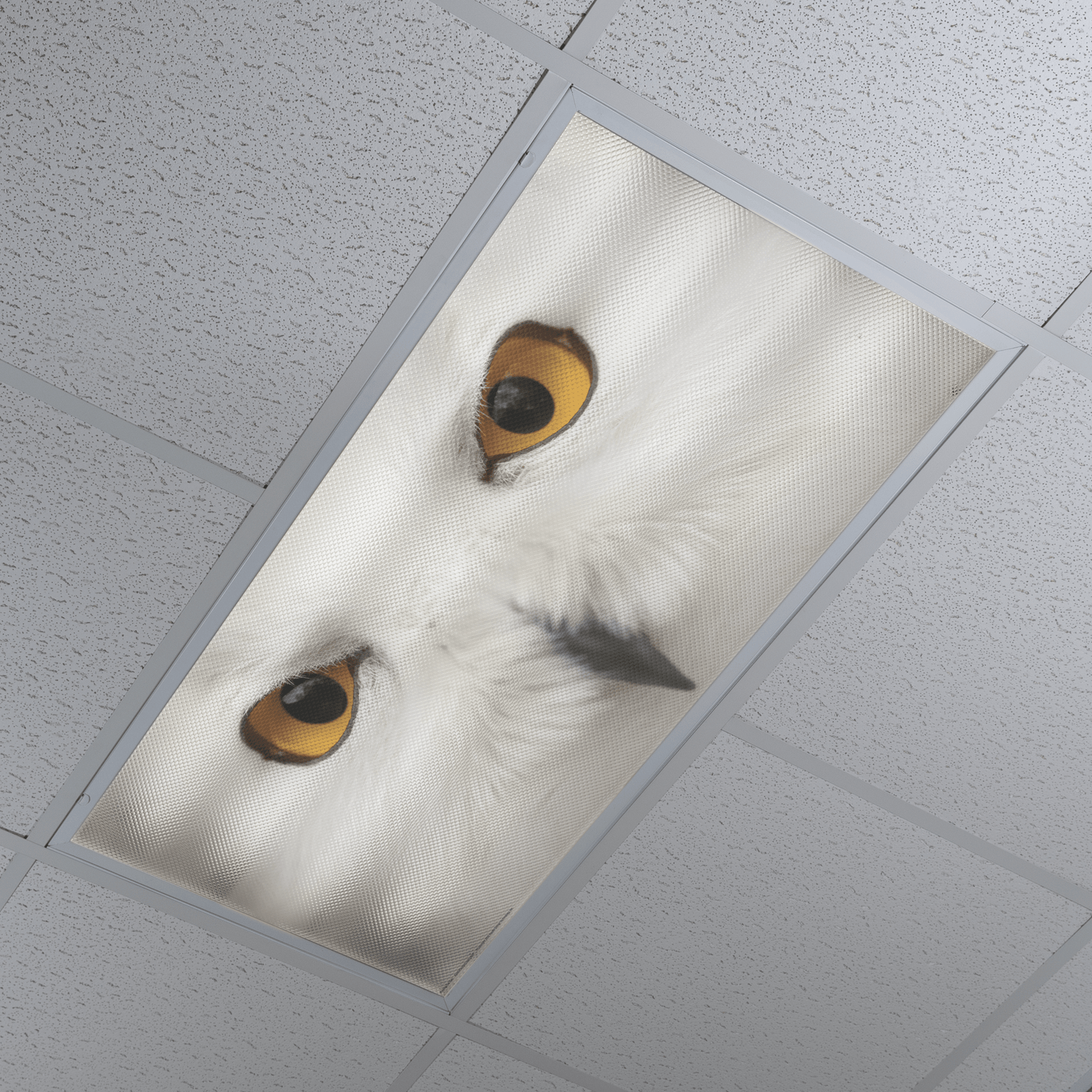 DesignScape - 2'x4' Piercing Owl Eyes - Apollo Design Made