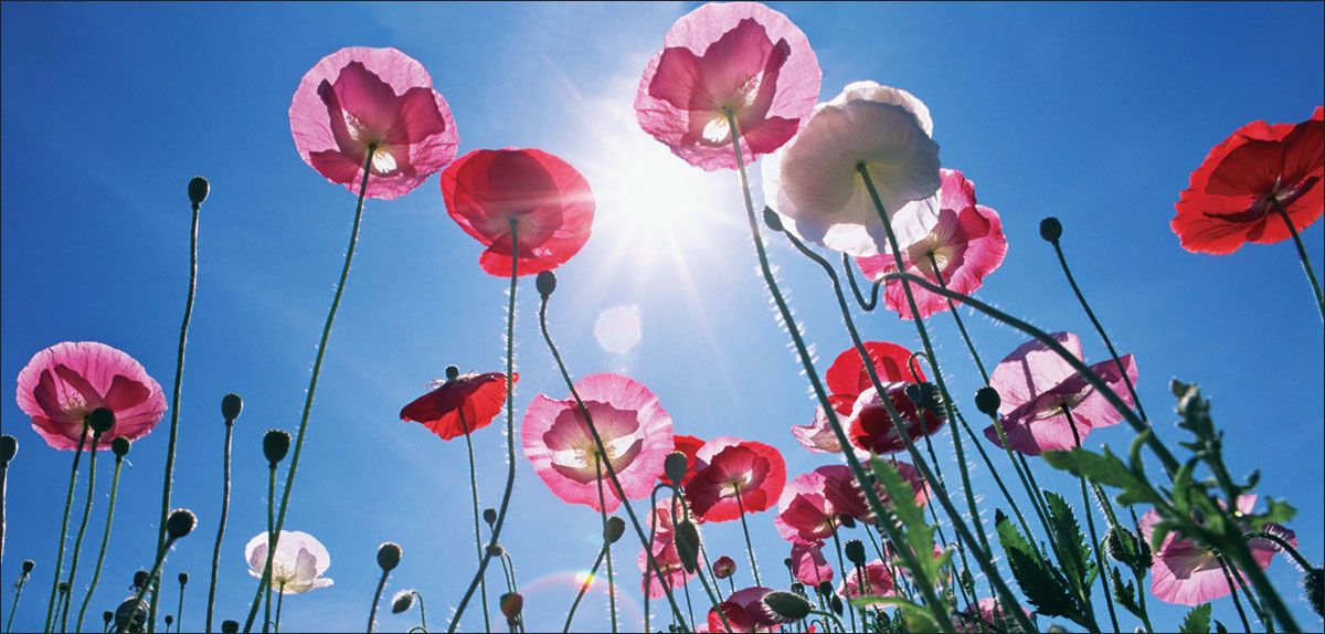 DesignScape - 2'x4' Pink Tall Flowers - Apollo Design Made