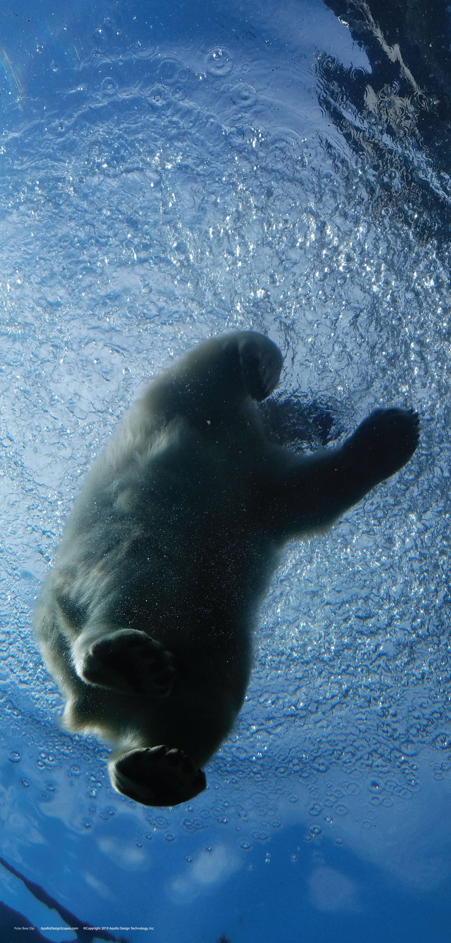 DesignScape - 2'x4' Polar Bear Dip - Apollo Design Made
