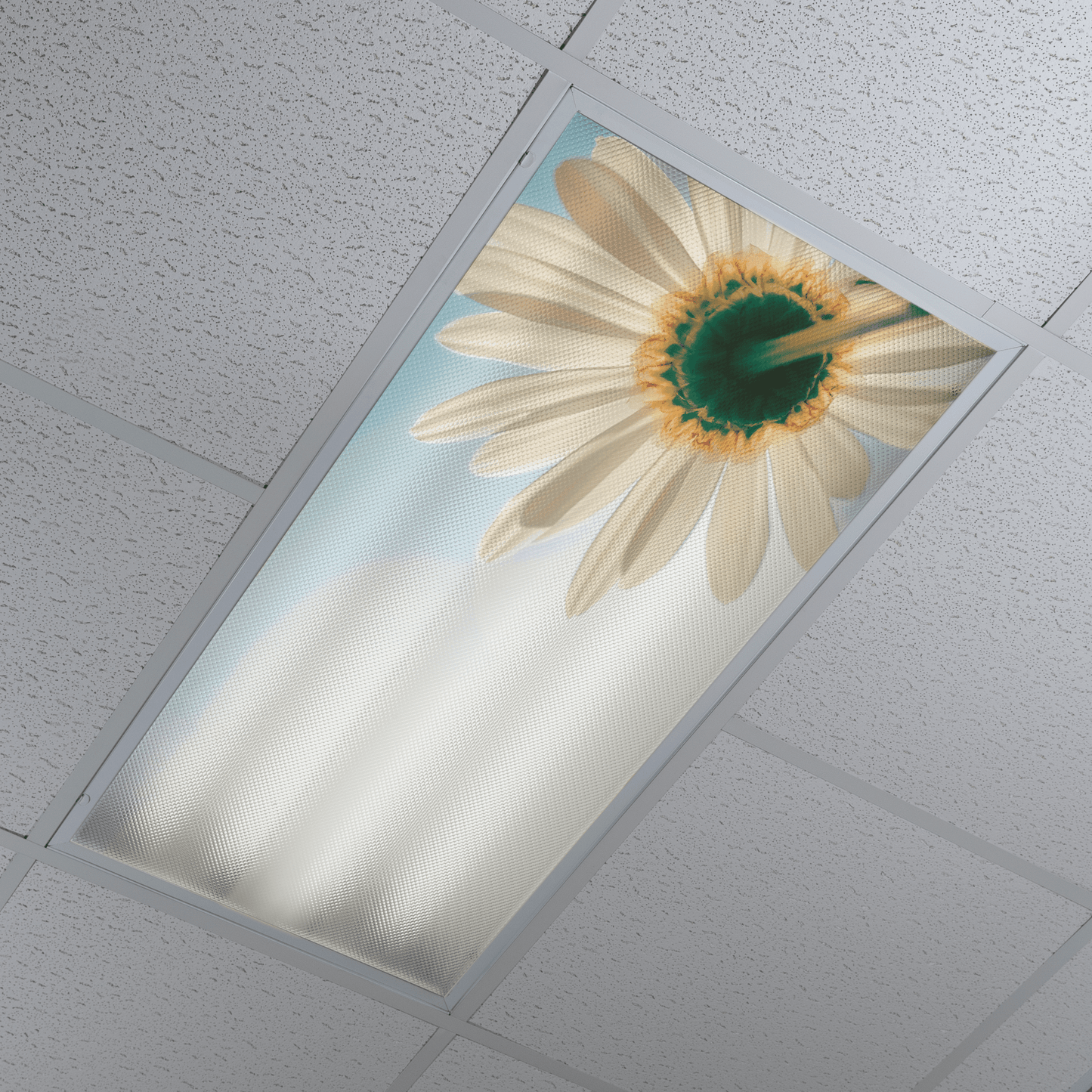 DesignScape - 2'x4' Pushing Daisies - Apollo Design Made