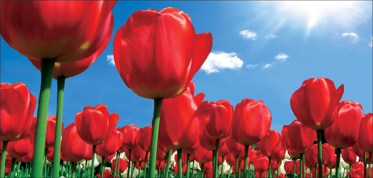 DesignScape - 2'x4' Red Tulips - Apollo Design Made
