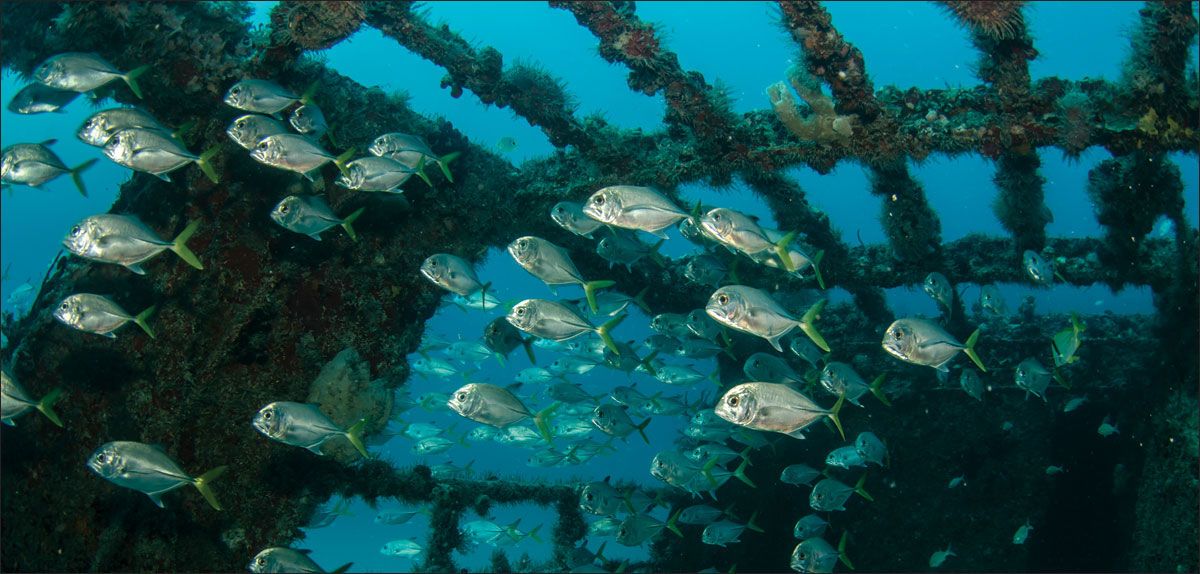 DesignScape - 2'x4' School of Fish - Apollo Design Made