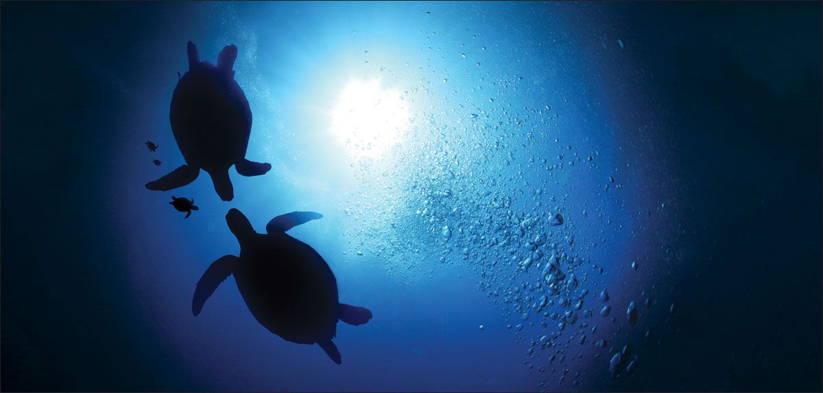 DesignScape - 2'x4' Sea Turtles - Apollo Design Made