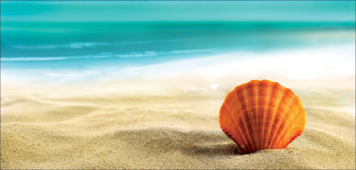 DesignScape - 2'x4' Seashell Beach - Apollo Design Made