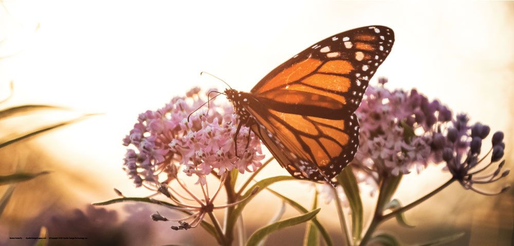DesignScape - 2'x4' Serene Butterfly - Apollo Design Made